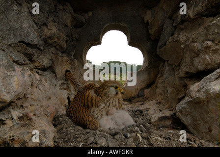 Common or Eurasian Kestrel (Falco tinnunculus) female sitting on a nest in a church tower Stock Photo