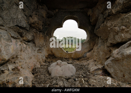 Common or Eurasian Kestrel (Falco tinnunculus) young warming each other in their nest in a church tower Stock Photo