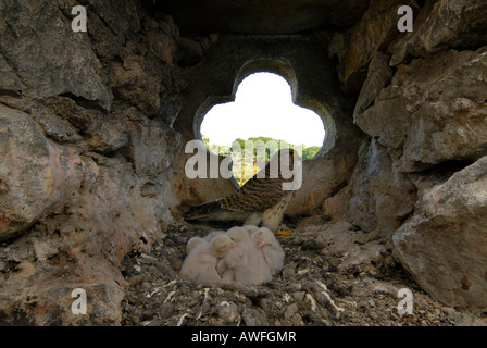 Common or Eurasian Kestrel (Falco tinnunculus) female with six young on their nest in a church tower Stock Photo