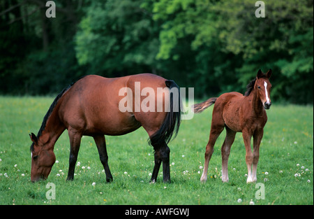 Brown mare with foal, Lower Saxony, Germany, Europe Stock Photo