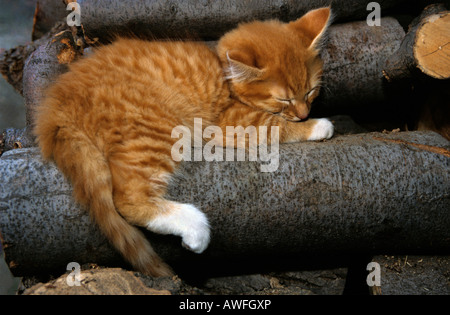 Orange tabby kitten sleeping on a woodpile Stock Photo