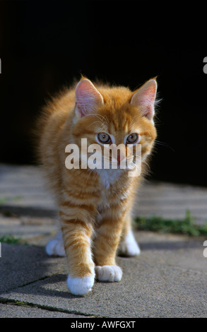 Orange tabby kitten Stock Photo