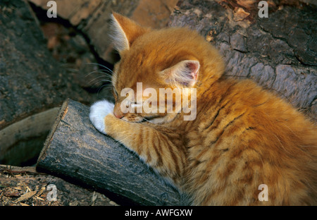 Orange tabby kitten sleeping on a woodpile Stock Photo