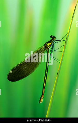 Beautiful Demoiselle Calopteryx virgo damselfly Cornwall Summer 2005 Stock Photo