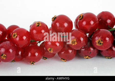 Red currants Stock Photo