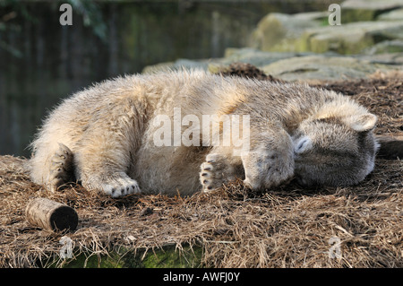Polar bear Knut sleeping in the berlin zoo berlin germany Stock Photo