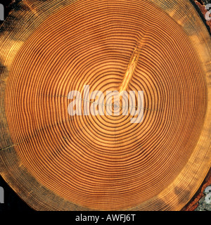 Tree trunk cross-section: tree rings Stock Photo