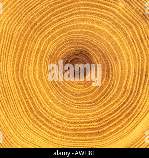 Tree trunk cross-section: tree rings Stock Photo