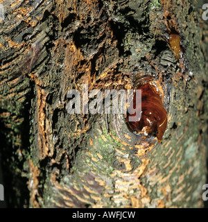 Cherry tree bark, detail shot Stock Photo