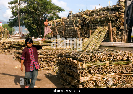 Stock photograph of bamboo tomato stakes by the thousands at Nyaungshwe in Myanmar Stock Photo