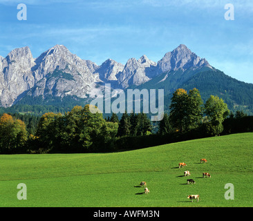 Cow pastures with the Tennengebirge (Tennen Range) in background, Salzburger Land, Austria, Europe Stock Photo