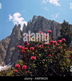 Alpine roses growing in front of Mt. Plattkofel, Langkofelgruppe Range, Dolomites, South Tirol, Italy, Europe Stock Photo