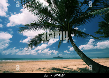 Mission Beach palm Stock Photo