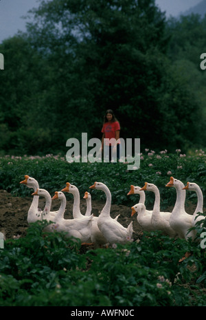Geese used for weed control in a  potato patch upper Skagit Valley, Washington. Stock Photo