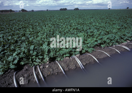 Irrigated suger beets, Montana. Stock Photo