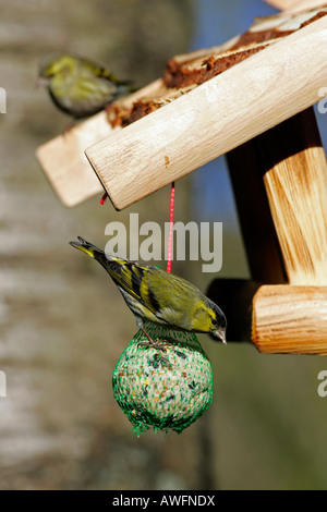 Siskins - male and at the back female in winter (Carduelis spinus) (Spinus spinus) Stock Photo