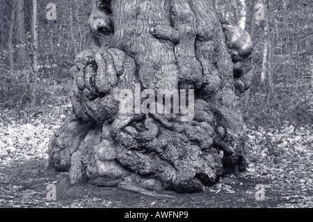 Large tree in Nottinghams Sherwood Forest in black and white Stock Photo