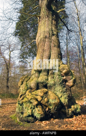 Large tree in Nottinghams Sherwood Forest Stock Photo