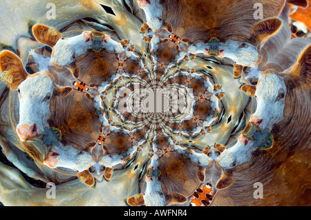 Kaleidoscope image featuring a brown and white cow created digitally Stock Photo