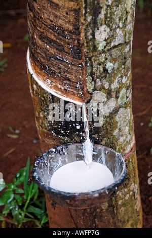 Extraction of latex from rubber trees, Western Highlands Agro-forestry Scientific and Technical Institute, WASI, Buon Ma Thuot  Stock Photo