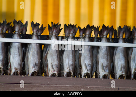 dh Arbroath smokies bloaters ARBROATH ANGUS SCOTLAND Ready for smoking kiln hut Scottish hanging smoked fish rack smokehouse uk Stock Photo