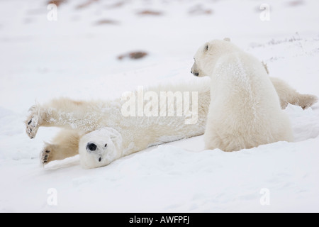 Two Polar Bears (Ursus maritimus), one them stretching, Churchill, Manitoba, Canada Stock Photo