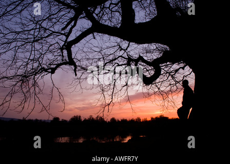 silhouette of a man standing leaning against trunk of a tree under branches looking over landscape to a sunset Stock Photo