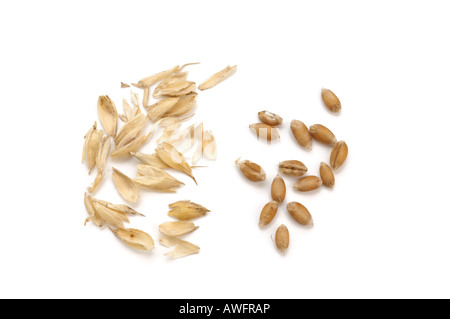 grains of wheat and chaff Stock Photo: 16569095 - Alamy