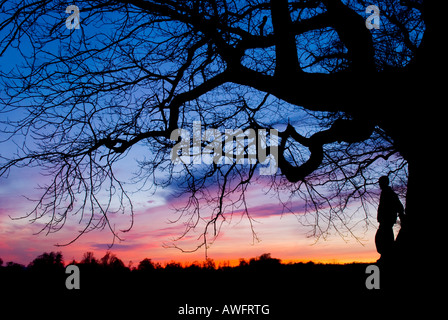 silhouette of a man standing leaning against trunk of a tree under branches looking over landscape to a sunset Stock Photo