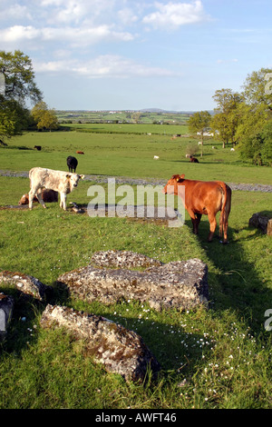 Cows in field next to Moira Demesne, County Down, Northern Ireland Stock Photo