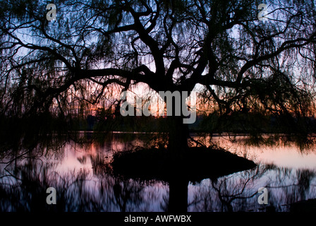 Sunset seen through silhouette of Weeping willow, Salix Chrysocoma, Salix vitellina pendula, on small island in lake, landscape Stock Photo