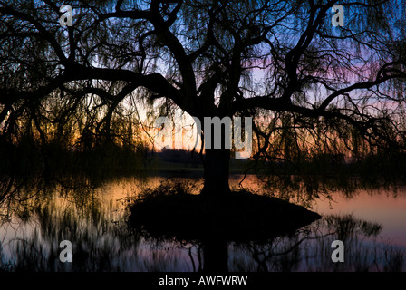 Sunset seen through silhouette of Weeping willow, Salix Chrysocoma, Salix vitellina pendula, on small island in lake, landscape Stock Photo