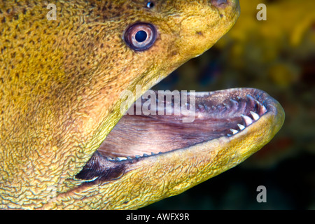 A Giant Moray Eel displays her teeth in this close up at Fish Head, or Mushimasmingili Thila in the Maldive Islands. Stock Photo