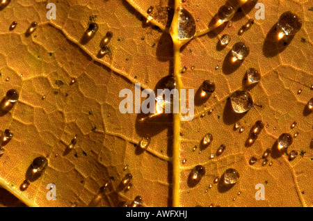 A close up of the centre of an autumn maple leaf covered in rain drops after a shower Stock Photo