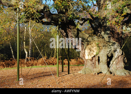 The Major Oak Tree at Sherwood Forest, surrounded by metal supports on ...