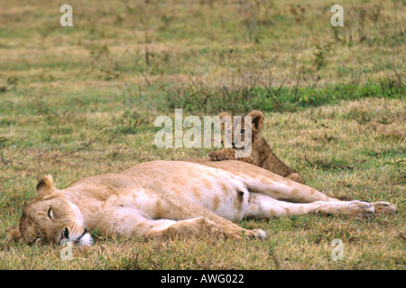 Lioness asleep with cub approx 3 months old looking over back Stock Photo