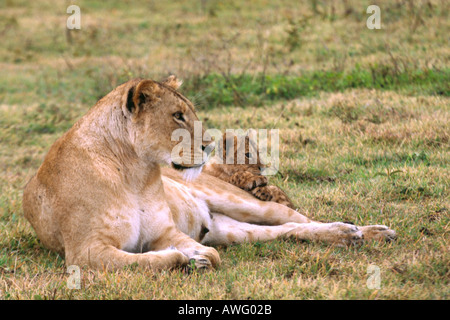 Lioness with cub approx 3 months old Stock Photo