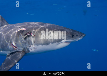 This Great White Shark, Carcharodon carcharias, was photographed just below the surface off Guadalupe Island, Mexico. Stock Photo