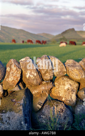 Dry stone wall next to a field where cattle are grazing in Southern Ayrshire, Scotland Stock Photo