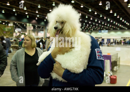 Man holding a Standard Poodle at the 2008 Detroit Kennel Club Dog Show in Detroit Michigan USA Stock Photo