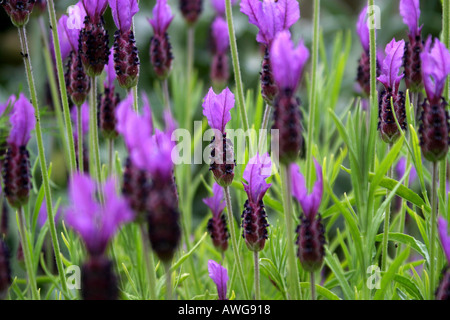 close-up of French Lavender in a field Lavendula stoechas Stock Photo