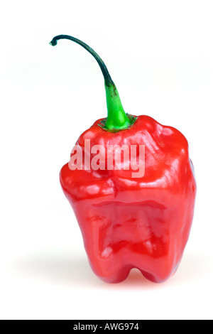 Habanero Chilli Pepper Stock Photo