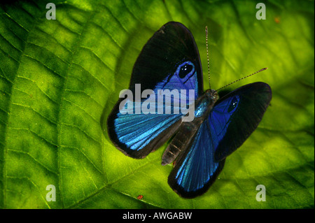 Blue butterfly near Cana field station in the Darien national park, Darien province, Republic of Panama. Stock Photo