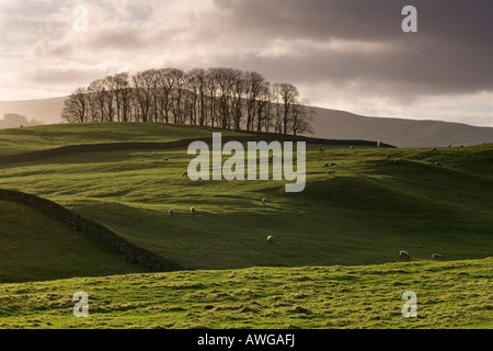 Sheep grazing in a field in Wensleydale in North Yorkshire Dales National Park