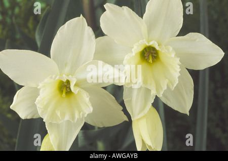 Narcissus 'Tresamble' Division 5 Triandrus Daffodil.Close up of two cream white flowers. Stock Photo