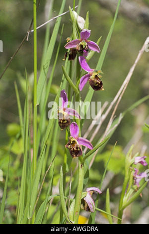 Late spider orchid Ophrys fuciflora Bee orchid Ophrys apifera hybrid Stock Photo