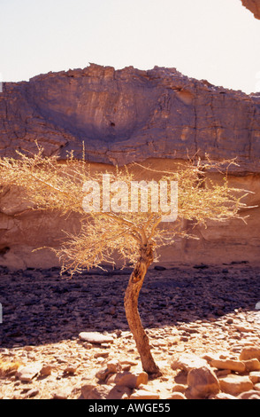 Algerian Sahara desert Tassili N Ajjer dessicated tree below Col Tafelalet Algeria Stock Photo