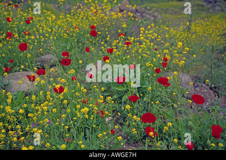 Poppies and other wildflowers grow along the Jordan River below the Sea of Galilee in the West Bank Stock Photo