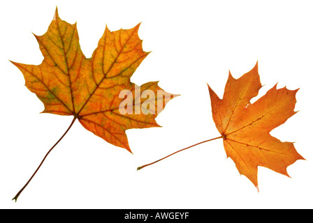 Norway Maple (Acer platanoides) leaves showing their orange and red autumn colouration. Stock Photo