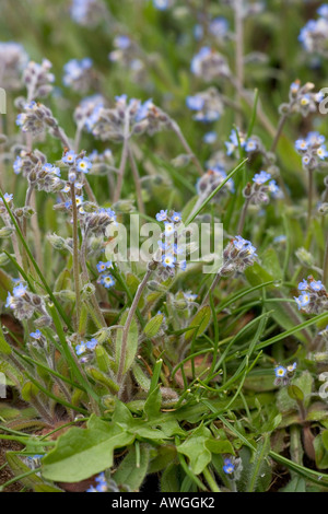 Early Forget me not Myosotis ramosissima growing on grassland on Old Winchester Hill National Nature Reserve Hampshire England Stock Photo